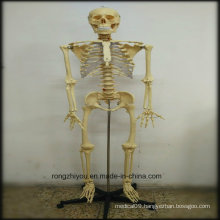 170cm Plastic Human Skeleton Model (Transparent thoracic) Biological Model Supplier